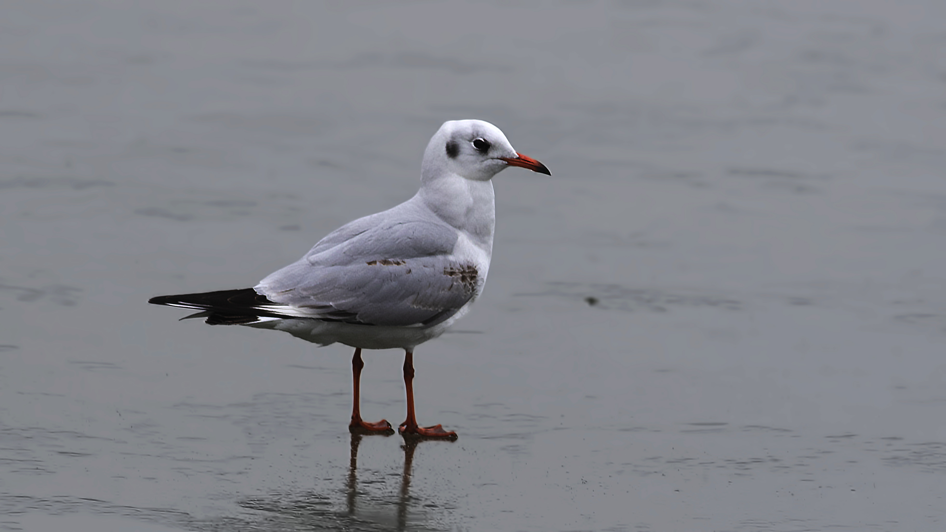 Black-headed Gull